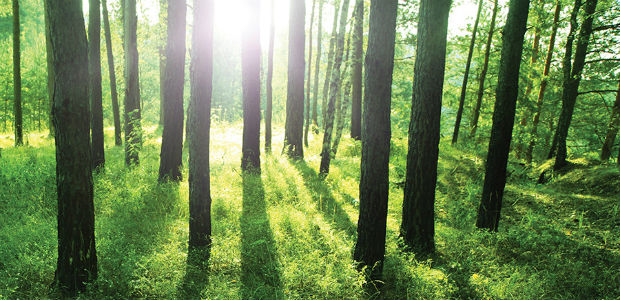 Primus signs Lambeth Declaration 2015 on Climate Change and comments on  Laudato si’ – Papal Encyclical on the Environment