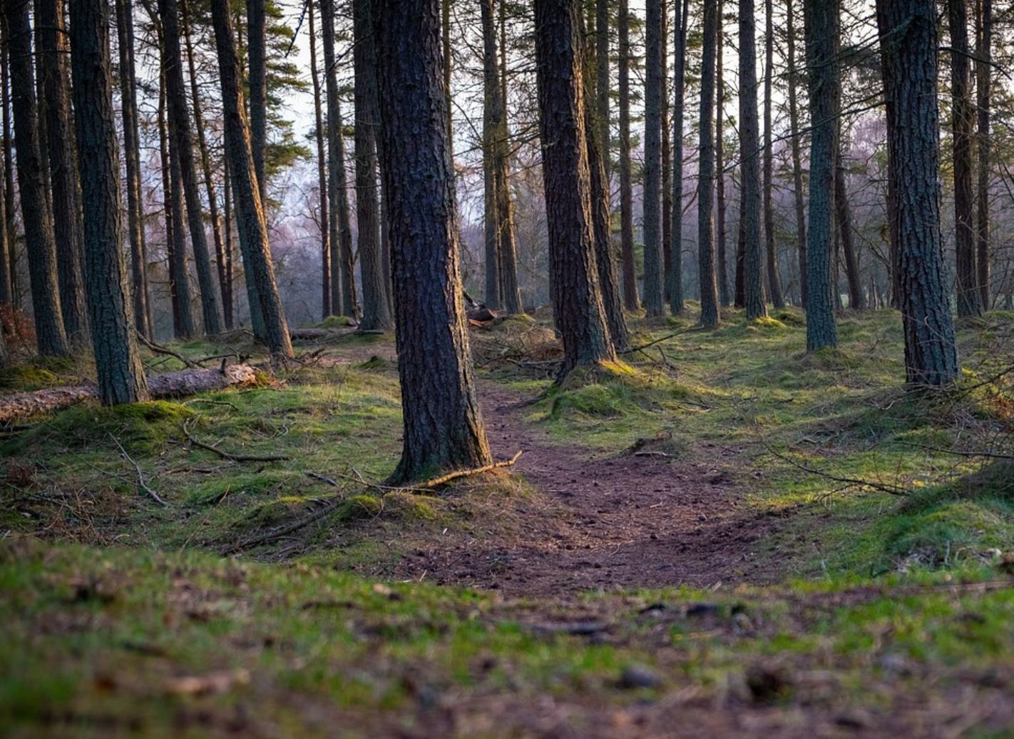 A path through the trees near Kinnoul.