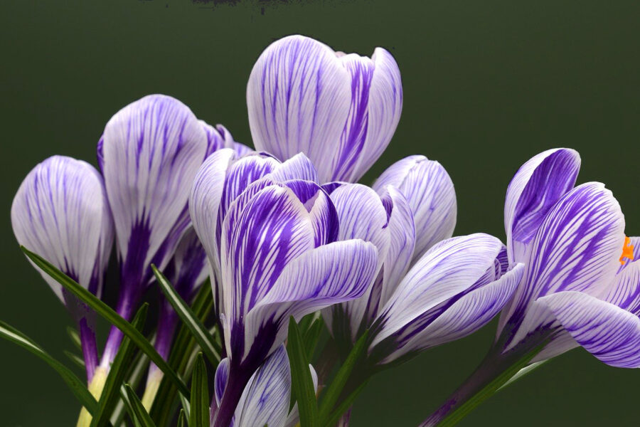 Lent reflection: restoring our damage to God’s creation
