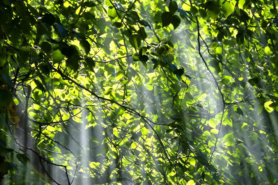 Lent reflection: From injustice to flourishing for all God’s people
