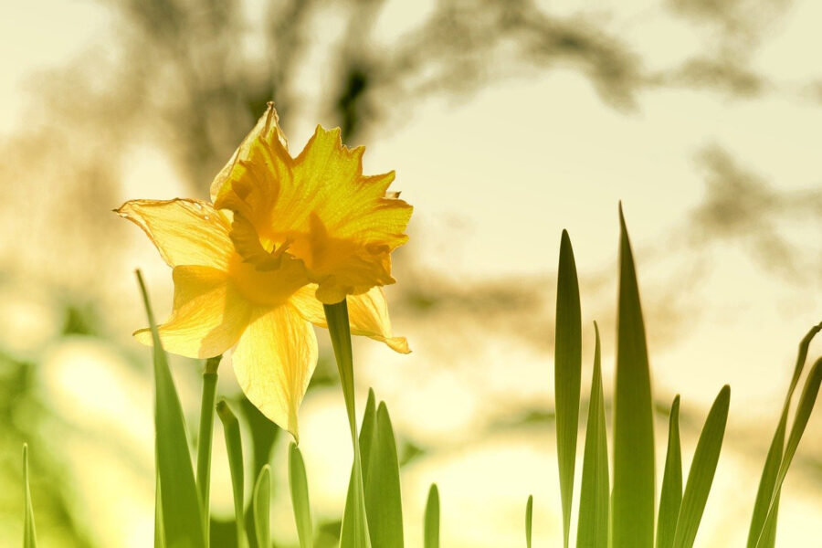 Lent reflection: Excited by anticipation of new life