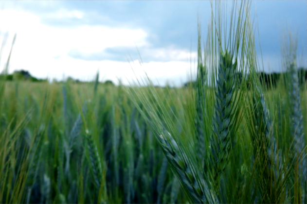 Online Worship – Sixth Sunday after Pentecost